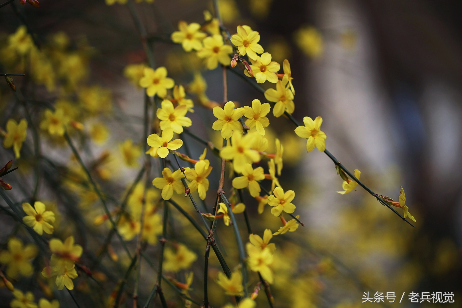 从大连到杭州上海苏州,大连到杭州旅行