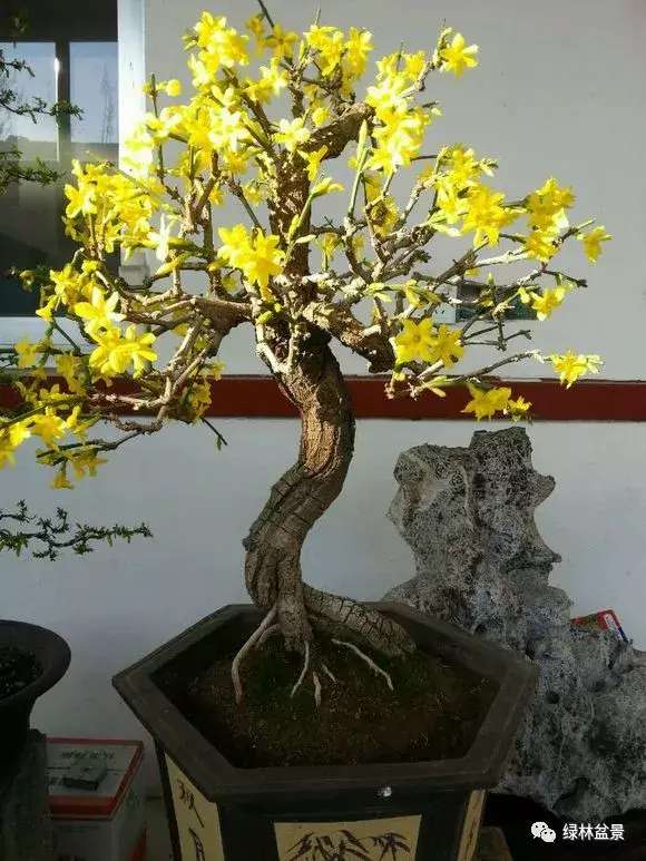 造型独特的迎春花盆景,迎春花盆景有哪些造型特点