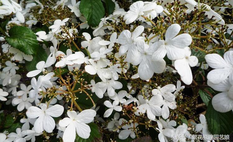 紫色长的像绣球一样的花,像蝴蝶一样的绣球