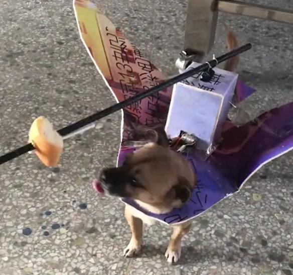 逗狗神器,逗狗神器自动发射