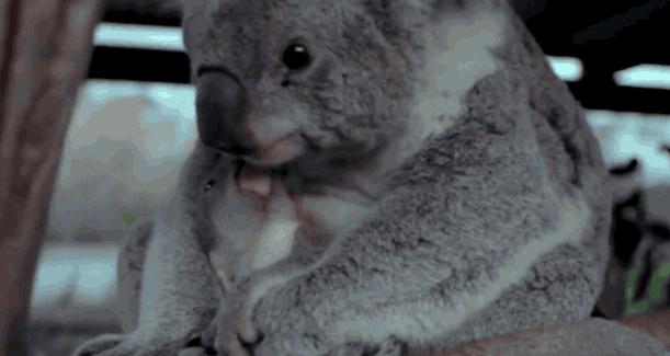 考拉是如何灭绝的,考拉是如何存活的