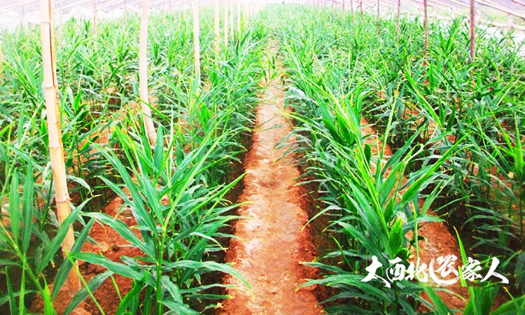 生姜施肥用硫酸钾还是硝酸钾好,生姜种植用黄豆施肥效果好吗
