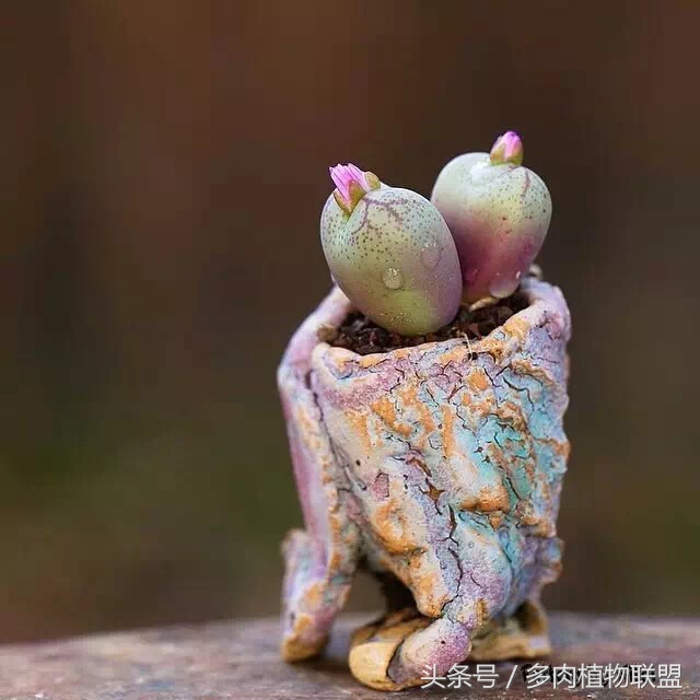 多肉微景观造型图片,国外多肉花园设计