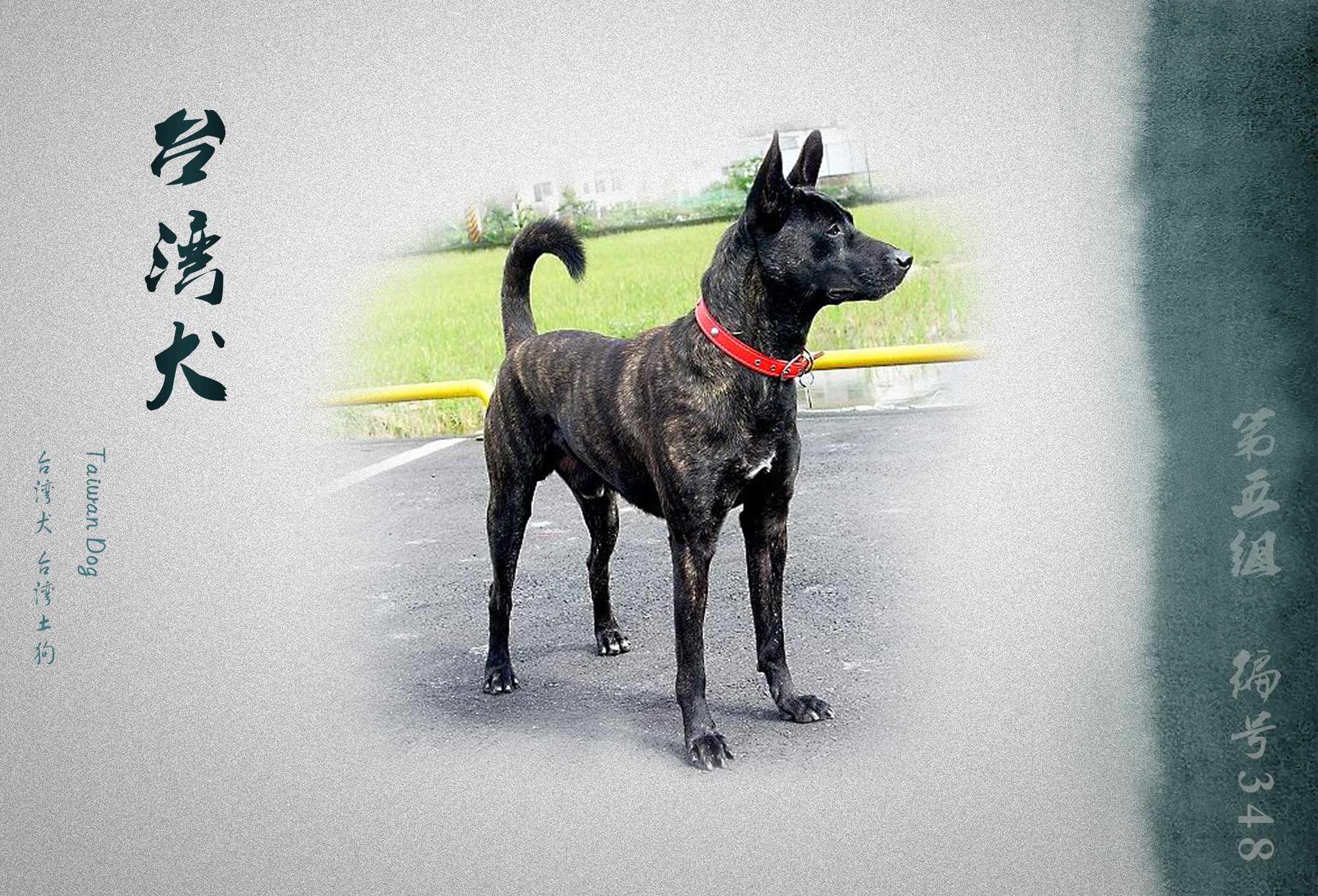 世界犬业联盟承认的犬种,fci犬类排名