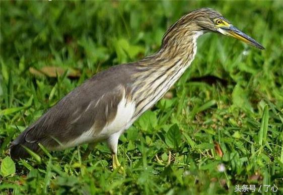 池鹭有几种,池鹭百科知识