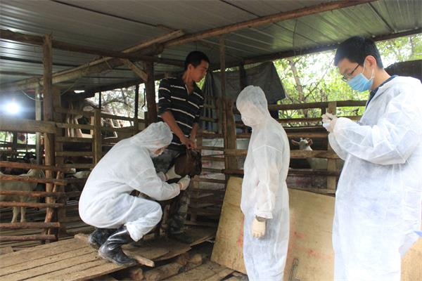 羊肉传染布鲁氏菌病,布鲁氏菌病在羊肉上可存活多久