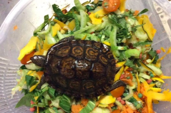 油彩木纹龟是蓝眼睛么,油彩木纹龟成体多大