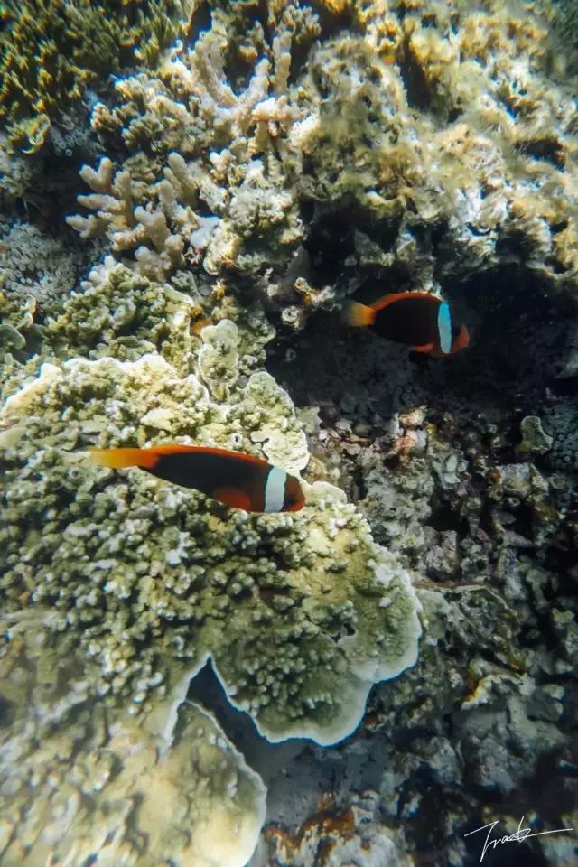 帕劳深度游出海,帕劳深潜体验