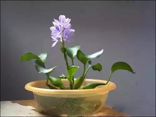 揪片叶子丢水里，呼啦啦长出一大片，开花了忒漂亮！