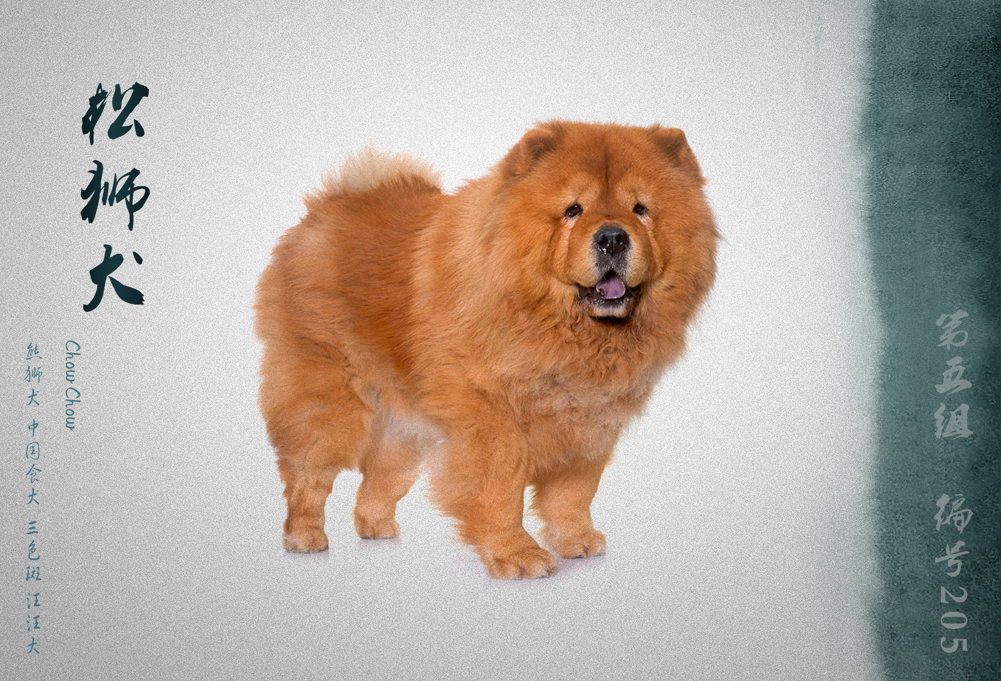 中国被fci认可的犬,被国际承认的中国犬