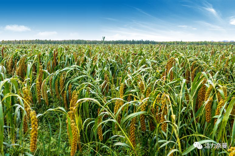 45万人的名片,太漂亮了!!《奈曼人的名片》最新版,45万次!!!精工打造!!!