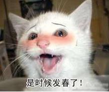 春天猫咪发情夜里总乱叫！想睡个好觉？宠物医师的AB计划