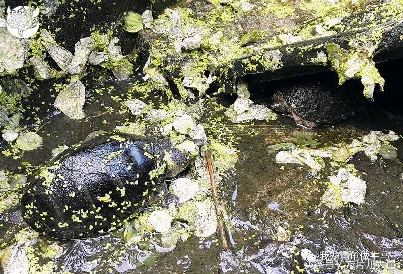 美文欣赏—头有斑、壳有纹、不加温、体型小，还不贵，它就是剃刀