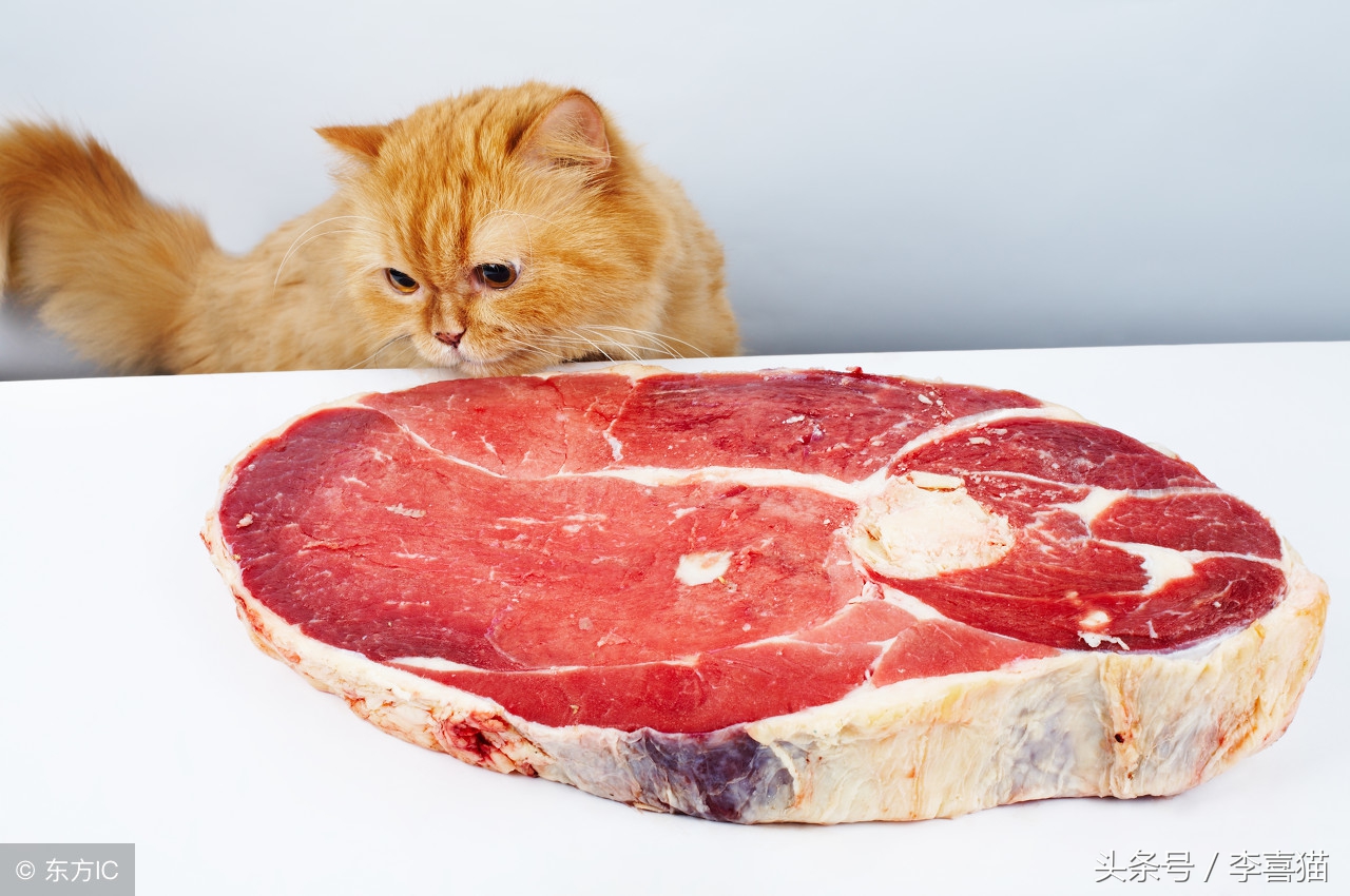 猫咪严重挑食不吃饭怎么办,猫咪挑食不吃猫粮不吃鸡蛋馒头