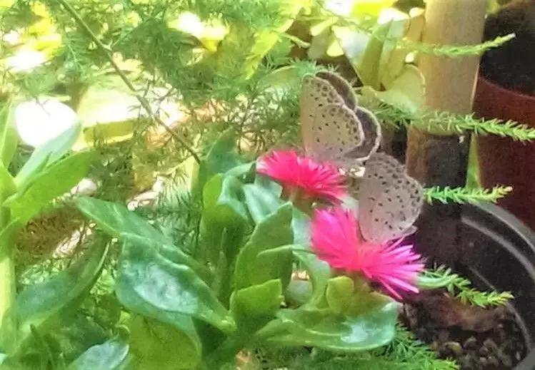 揪片叶子丢水里，呼啦啦长出一大片，开花了忒漂亮！