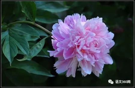 她借酒消愁：怎一个愁字了得；却醉词发问：知否？应是绿肥红瘦