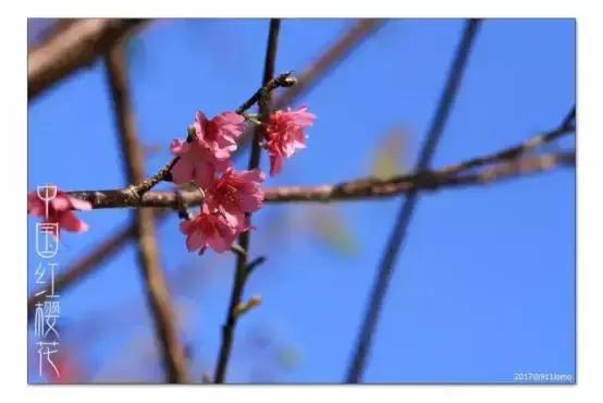 中国有哪些樱花好看,看樱花中国