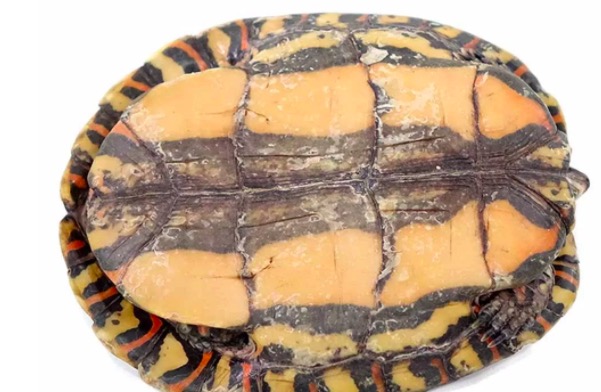 油彩木纹龟是蓝眼睛么,油彩木纹龟成体多大