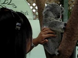 考拉是如何灭绝的,考拉是如何存活的