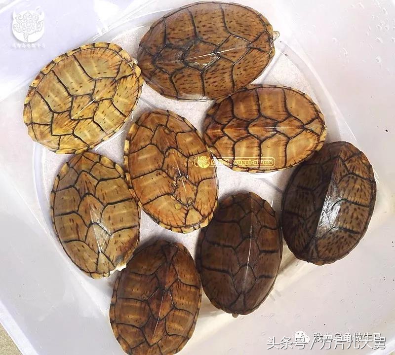 美文欣赏—头有斑、壳有纹、不加温、体型小，还不贵，它就是剃刀