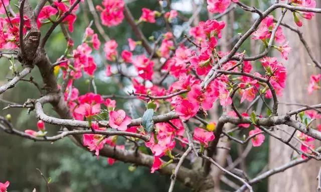 安逸，成都各区县的海棠花开了，周末带上家人或朋友踏春去哦