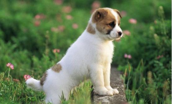 狗狗驱螨虫哪种好,狗狗怎么除螨虫最有效方法