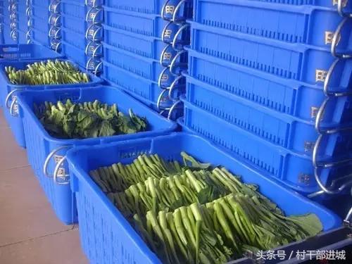 农村现在冷门又挣钱的项目,农村比较适合的赚钱项目