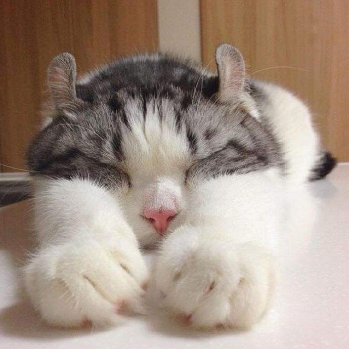 喵星人的3种类型,喵星人类型对照表