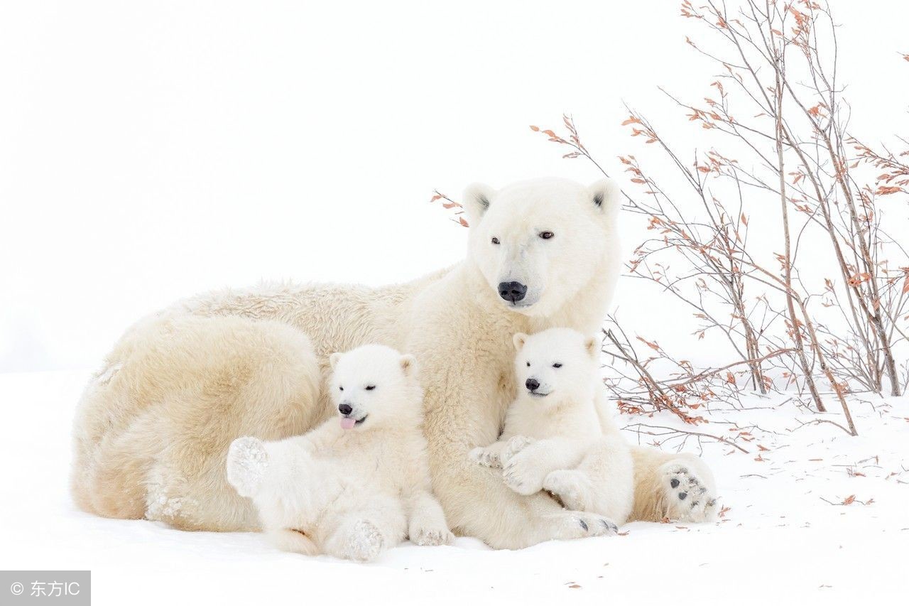 妈妈心中的智障是什么,妈妈是智障患者