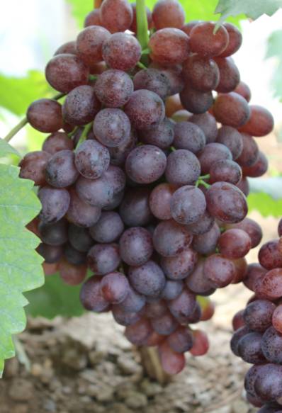 葡萄大小粒的原因和解决方法,葡萄大小粒如何处理