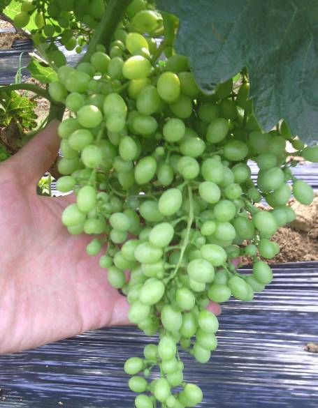 葡萄大小粒的原因和解决方法,葡萄大小粒如何处理