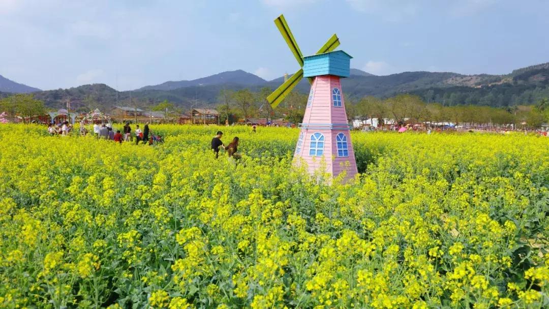 佛山南海赏油菜花,佛山南海油菜花田旅游景点