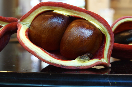 凤眼果可以种植吗?几年结果?多少钱一斤?有什么功效与作用?