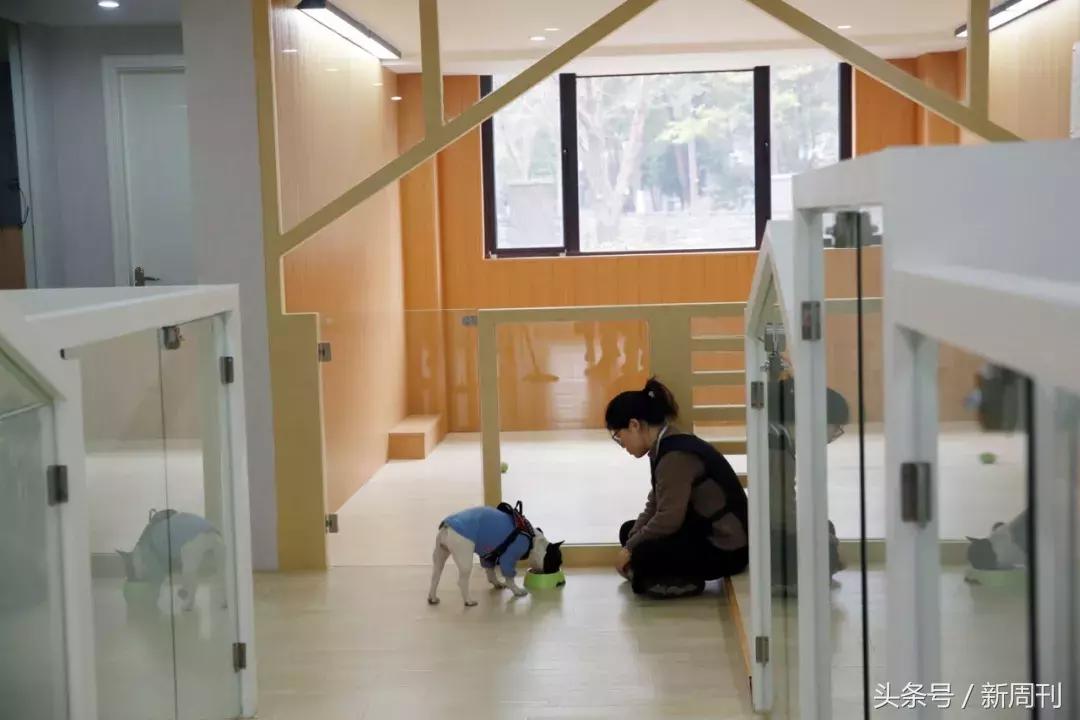 中国顶级宠物酒店,高端宠物酒店推荐