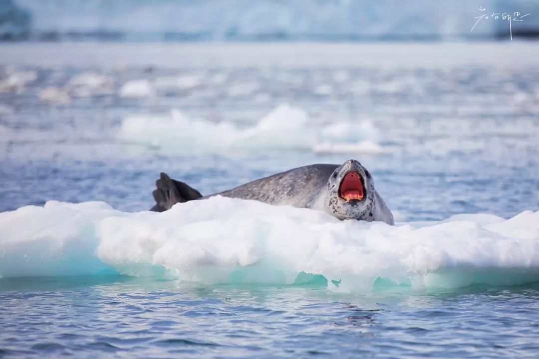 跟着南极科考队旅行,南极之恋细思极恐的地方