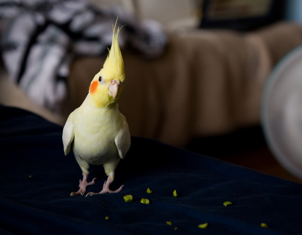 玄凤属于国家保护动物吗,玄凤鹦鹉是否是三有动物