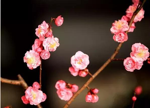 北京冬季看梅花,冬天北京哪里可以赏梅花