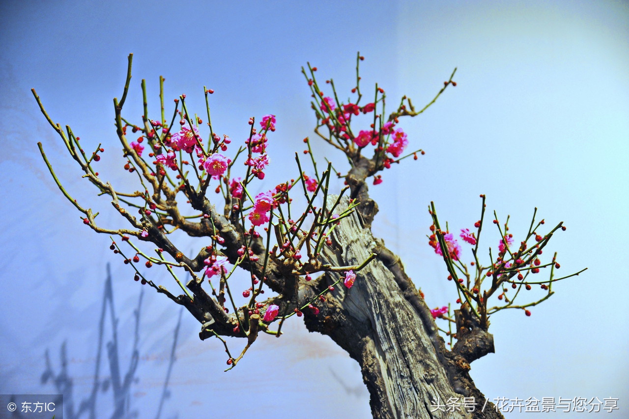 梅花花期后不长叶子,梅花花期过了吗