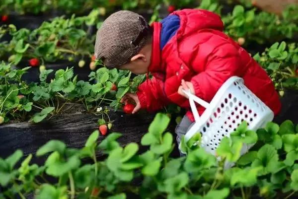 武汉比较靠谱的摘草莓基地,武汉市黄陂区摘草莓地方