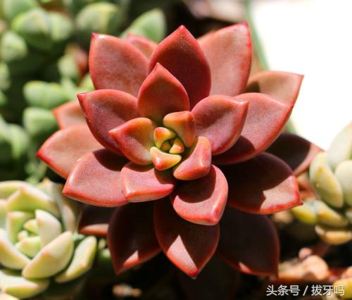 宝石花怎么用叶子种植,宝石花如何养好