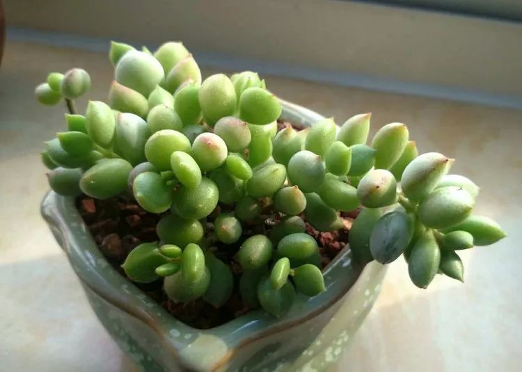 做足了功课养多肉,不用操心就能养好的多肉