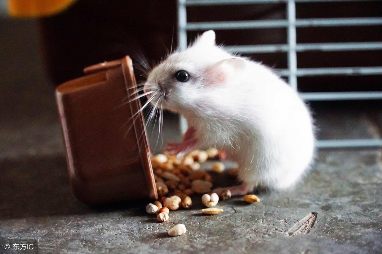 为什么卖仓鼠的可以给仓鼠合笼,为什么宠物店里的仓鼠可以合笼