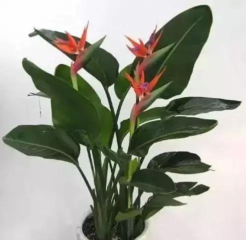 家养绿植花卉施什么肥,花卉绿植养殖方法测评
