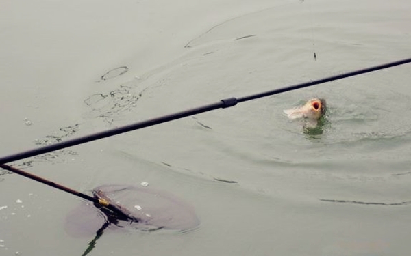 鲤鱼打窝的正确打法,钓鲤鱼用什么打窝上鱼快