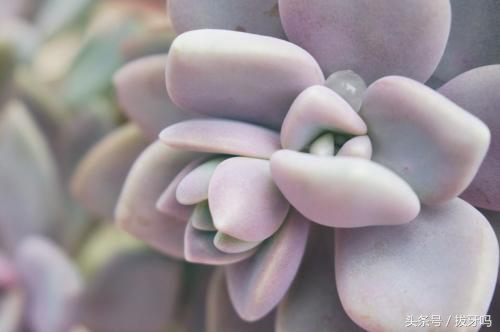 宝石花怎么用叶子种植,宝石花如何养好