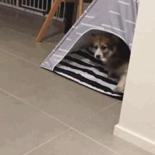 貂皮大衣2980,貂皮大衣5050