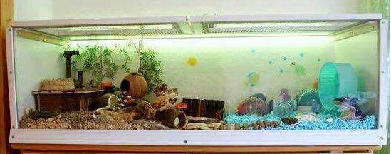 仓鼠虚弱无力被咬了怎么救,如何防止仓鼠咬笼子的方法