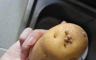发芽的土豆吃了有没有问题,有一点发芽的土豆可以吃吗