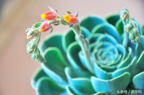 宝石花怎么用叶子种植,宝石花如何养好