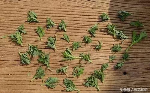 铁树的根全部烂了还能救活吗,发财树根烂了怎么救活有效